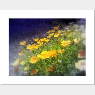 california poppies 4 Posters and Art